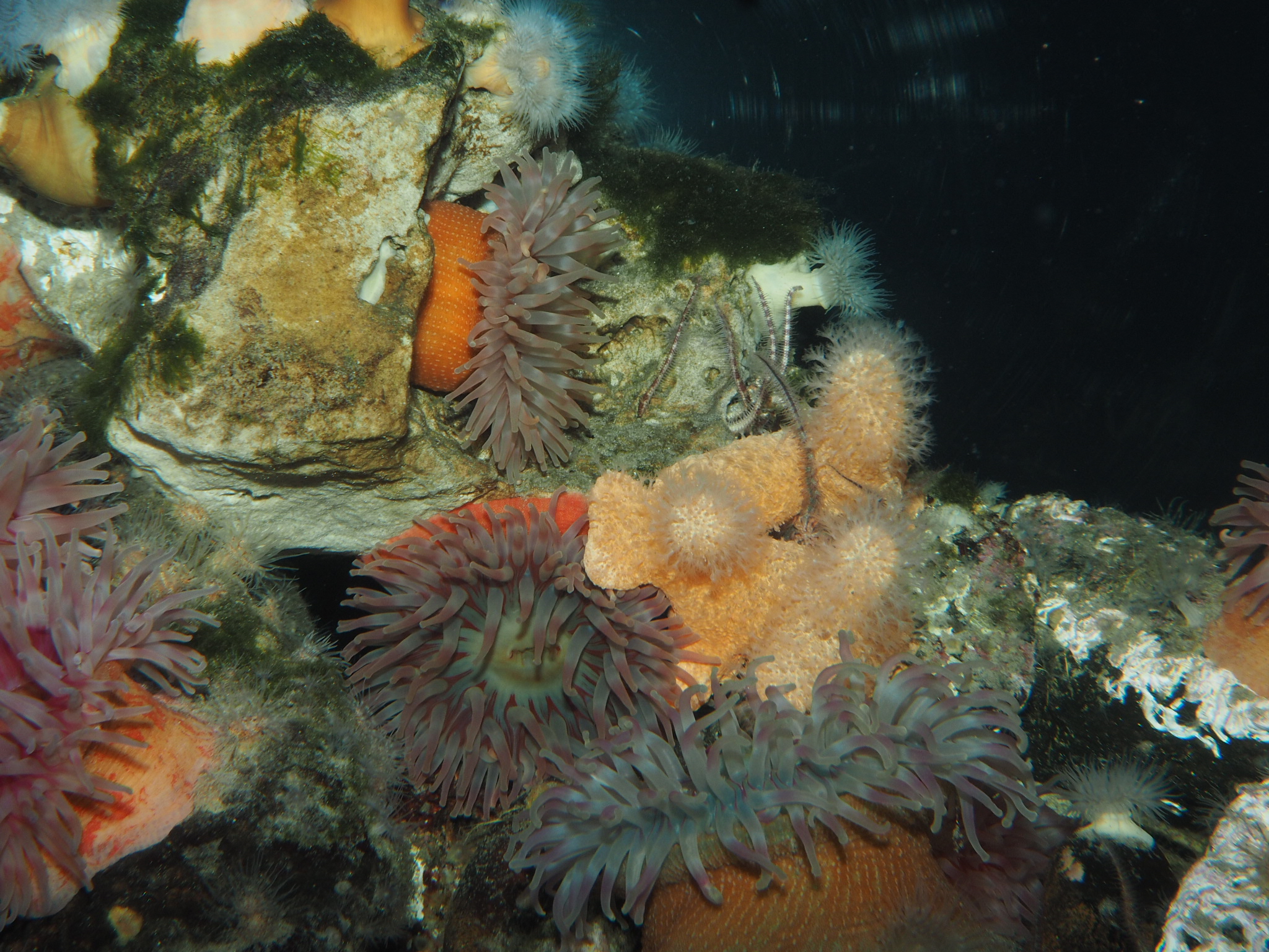 Nordens Great Barrier Reef