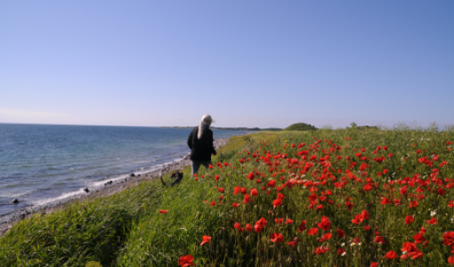 Sejerø - foto: Lise Mortensen