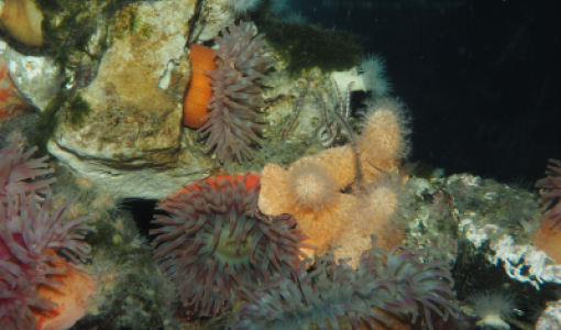 Nordens Great Barrier Reef