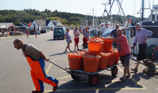 Jomfruhummer på Anholt Foto: Klaus Jensen