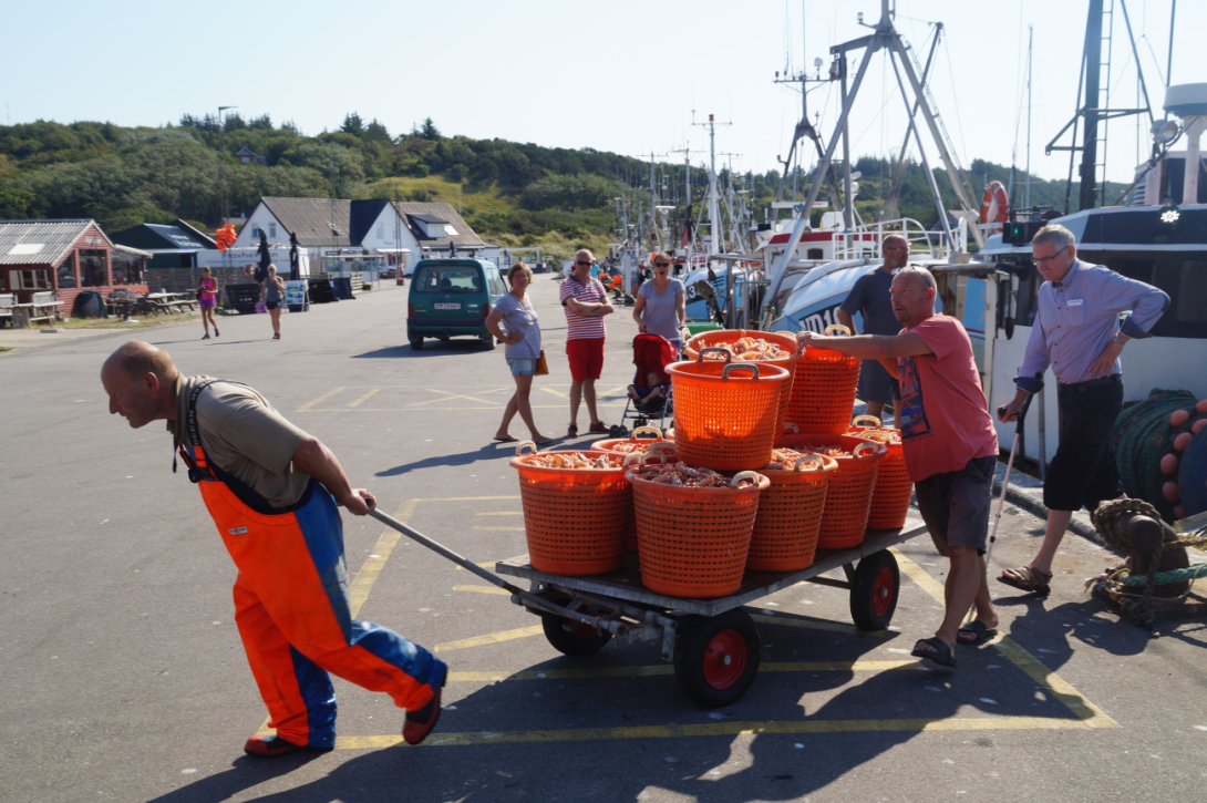 Jomfruhummer på Anholt Havn
